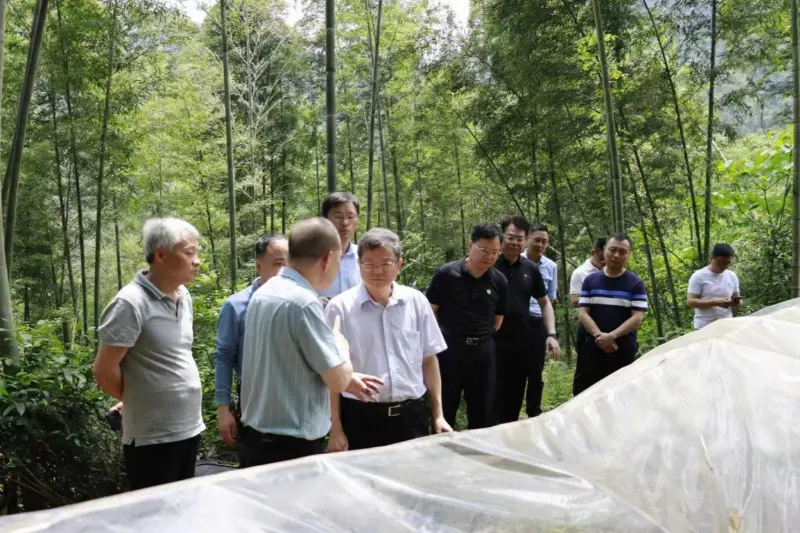Лиу Схурен, директор Одељења за развој и реформу Националне управе за шумарство и травњаке, истражује базу за садњу Анкин Схибаван Аноецтоцхилус